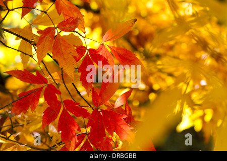 Three-leaf maple (Acer trifolium) leaves on a tree in Autumn. Herefordshire, England. October. Stock Photo