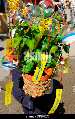 Chinese lantern lily in pot, Asakusa, Tokyo, Japan Stock Photo