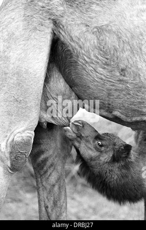 Camel calf suckling, Breeding farm, Bikaner, Rajasthan, India, 1984 Stock Photo