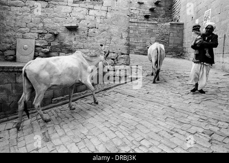 Cows and man walking on cobbled street, Jaisalmer, Rajasthan, India, 1984 Stock Photo