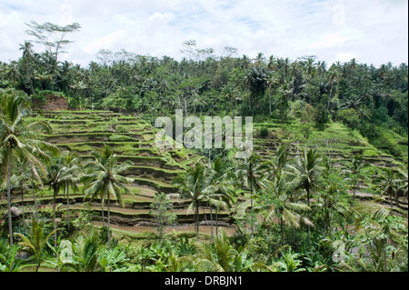 Terraced fields in Tegallalang, Bali, Indonesia Stock Photo