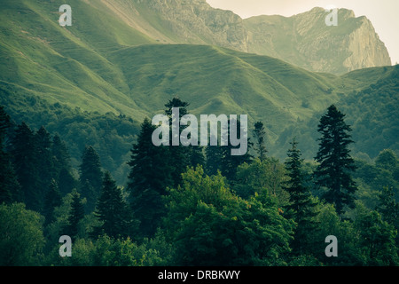 Coniferous deep Forest in Mountains Caucasus beautiful landscape Stock Photo