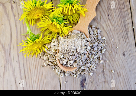 Wooden spoon with elecampane root, fresh yellow flowers elecampane against a wooden board on top Stock Photo