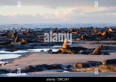 Sumberged, petrified ancient forest on the beach at Borth, Ceredigion, further revealed by the January storms of 2014. Stock Photo