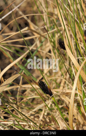 Black Bog-rush, Schoenus nigricans Stock Photo