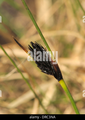 Black Bog-rush, Schoenus nigricans Stock Photo