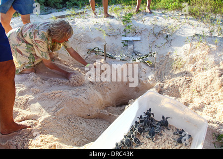 A man filling in a nest with sand and baby green Turtles in a box after being dug out of their nest, awaiting release, Cancun, Mexico Stock Photo