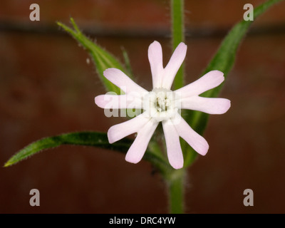 Night-flowering Catchfly, Silene noctiflora Stock Photo