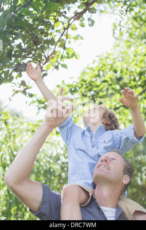 Father carrying son on shoulders below tree