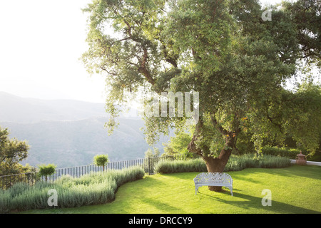 Bench under tree in calm park Stock Photo