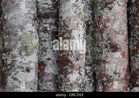 Close up of moss on trees Stock Photo