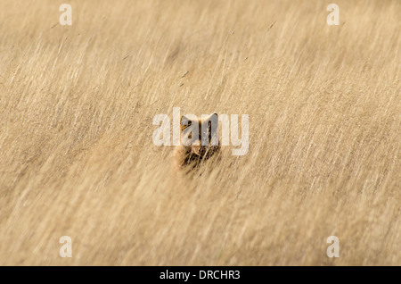 Red fox hiding in tall grass Stock Photo