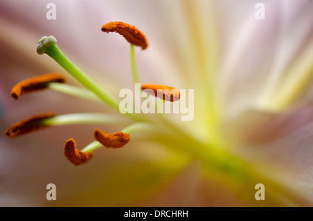 Close up of lily pistil and stamen Stock Photo