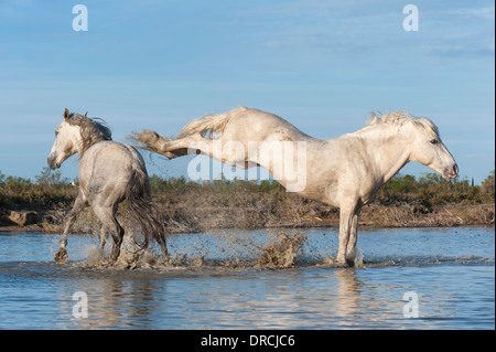 Camargue horse stallion kicking in the water, Bouches du Rhône, France Stock Photo