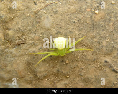 translucent spider identification