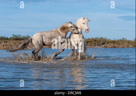 Camargue horses stallions fighting in the water, Bouches du Rhône, France Stock Photo