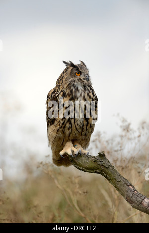 European eagle owl (Bubo bubo) perched on a branch. This shot is of a captive bird. Stock Photo