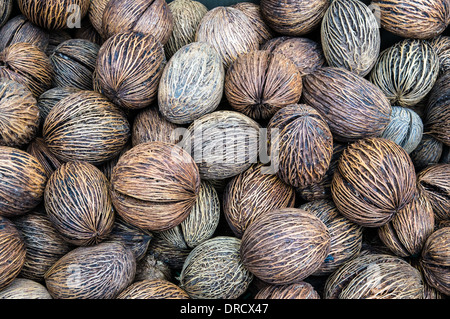 Cerbera odollam seeds from the tree called pong-pong, mintolla, othalam also suicide tree, grey milkwood, sea mango, lucky bean Stock Photo