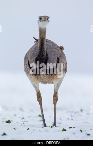 Greater Rhea / ñandú (Rhea americana) male in the snow in winter, flightless bird native to eastern South America