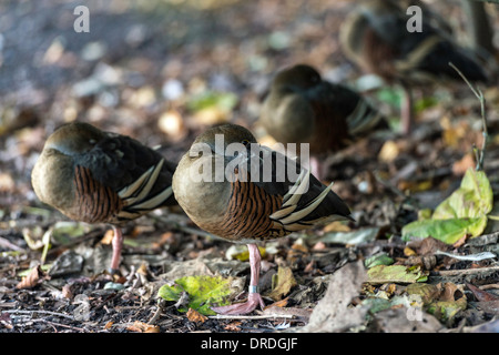 Plumed whistling ducks Dendrocygna eytoni at the WWT London Wetland Centre Barnes London Great Britain UK Europe Stock Photo