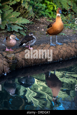 Birds and ducks Wetlands at The Wildfowl & Wetlands Trust (WWT) London England Great Britain UK Stock Photo