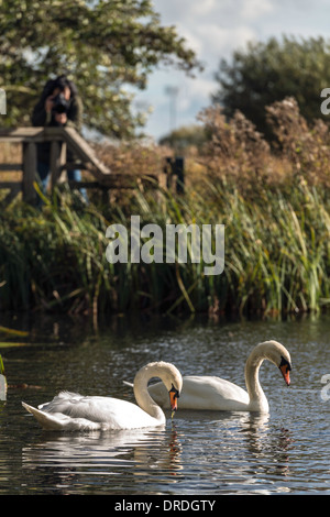 Water bird swans Cygnus at WWT London Wetland Centre Barnes London Great Britain UK Europe Stock Photo