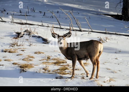 A mule deer buck standing on a treed hillside Stock Photo