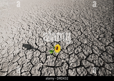 dry soil of a barren land and single growing plant Stock Photo