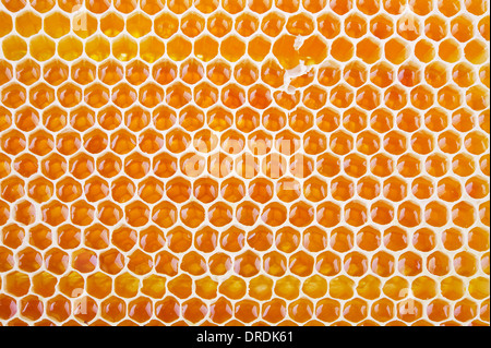 fresh golden honeycomb shot from close range as a background Stock Photo