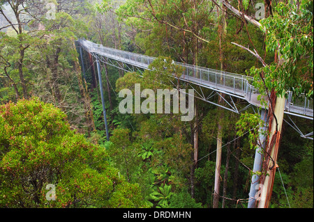 The steel walkway Otway Fly in the Rainforest up to 30 meters above ground level,Great Ocean Road, Australia Stock Photo