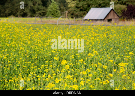 Canola flower field in Oregon Stock Photo