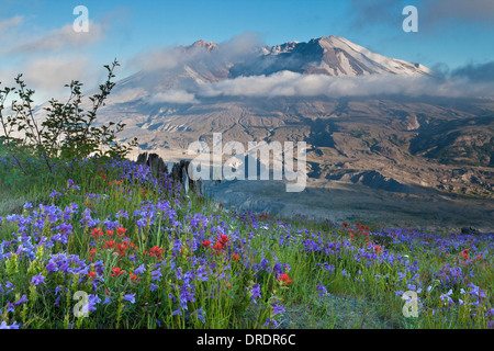 Mount St. Helens above flower meadows on Johnstone Ridge, Mount St. Helens National Volcanic Monument, Washington. Stock Photo