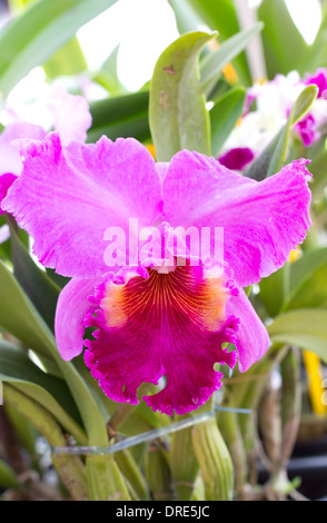 Close up of Cattleya orchid flower. Stock Photo