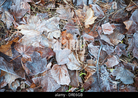 Frozen leaves lay on the ground in winter park Stock Photo