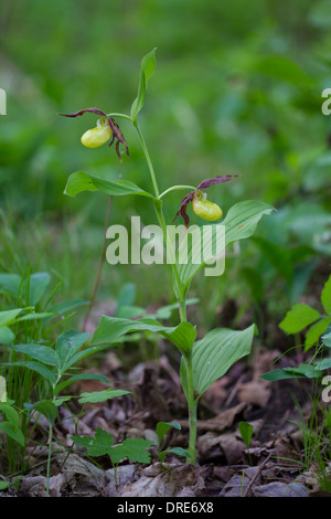 Cypripedium calceolus Frauenschuh  Lady's Slipper Stock Photo