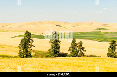 View of the Palouse Hills from Kamiak Butte State Park, Whitman County, Washington, USA. Stock Photo