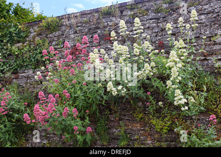 Centranthus ruber, also called valerian or red valerian in a wall (France, Calvados, Clécy) // valériane pourpre dans un mur Stock Photo