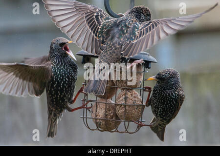 Starlings fight for food on a birdfeeder in a back garden Sturnis vulgaris Stock Photo