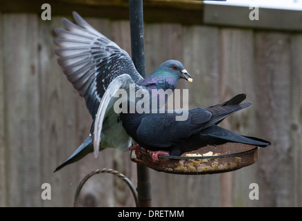 Feral Pigeons or Rock Doves Columba livia fight for food on a birdfeeder in a back garden Stock Photo