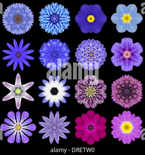 Big Collection of Various Blue Flowers. Kaleidoscopic Mandala Patterns Isolated on Black Background. Concentric Rose, Daisy, Pri Stock Photo