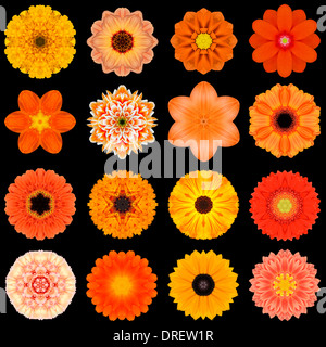 Big Collection of Various Orange Flowers. Kaleidoscopic Mandala Patterns Isolated on Black Background. Concentric Rose, Daisy, P Stock Photo