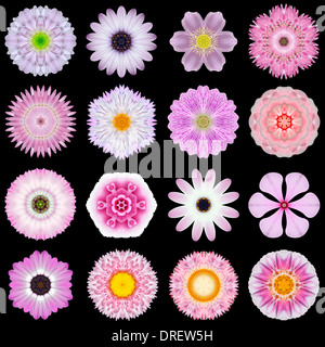 Big Collection of Various Pink Flowers. Kaleidoscopic Mandala Patterns Isolated on Black Background. Concentric Rose, Daisy Stock Photo