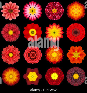 Big Collection of Various Red Flowers. Kaleidoscopic Mandala Patterns Isolated on Black Background. Concentric Rose, Daisy Stock Photo