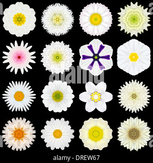 Big Collection of Various White Flowers. Kaleidoscopic Mandala Patterns Isolated on Black Background. Concentric Rose, Daisy Stock Photo