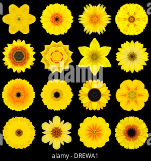 Big Collection of Various Yellow Flowers. Kaleidoscopic Mandala Patterns Isolated on Black Background. Concentric Rose, Daisy, Stock Photo