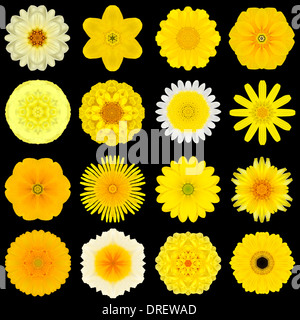 Big Collection of Various Yellow Flowers. Kaleidoscopic Mandala Patterns Isolated on Black Background. Concentric Rose, Daisy, Stock Photo