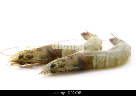 raw shrimp isolated on white Stock Photo