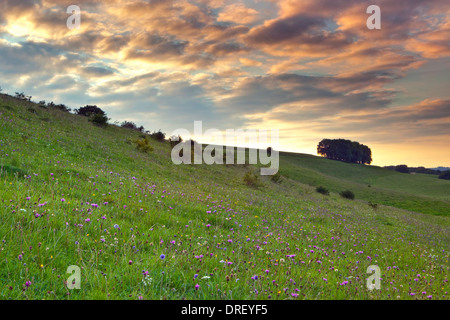 A view of English downland on a summer evening with wildflowers just before sunset Stock Photo