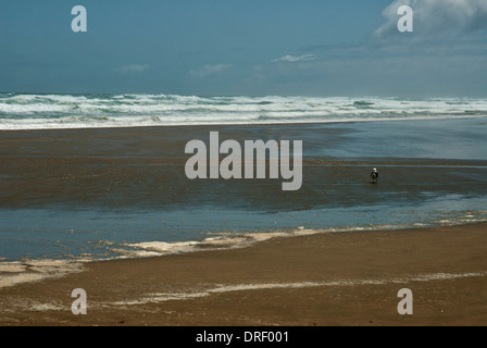 Lone seagull on Baylys Beach near Dargaville, North Island New Zealand Stock Photo