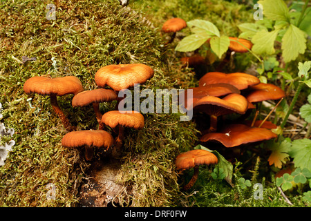 Funghi on the side of a decomposing tree in the woods during the autumn season Stock Photo